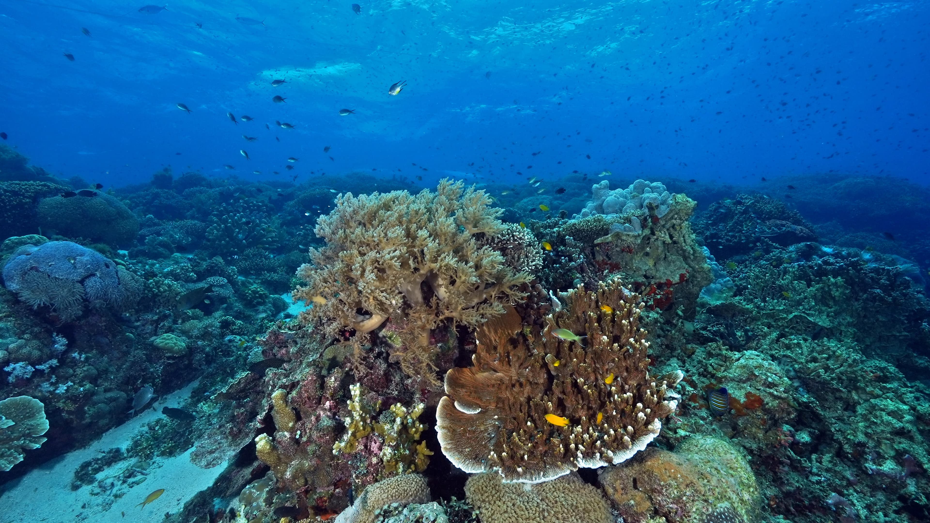 Fun diving with cabbage corals (© Kim Geon Seok, Dynamic Bohol)